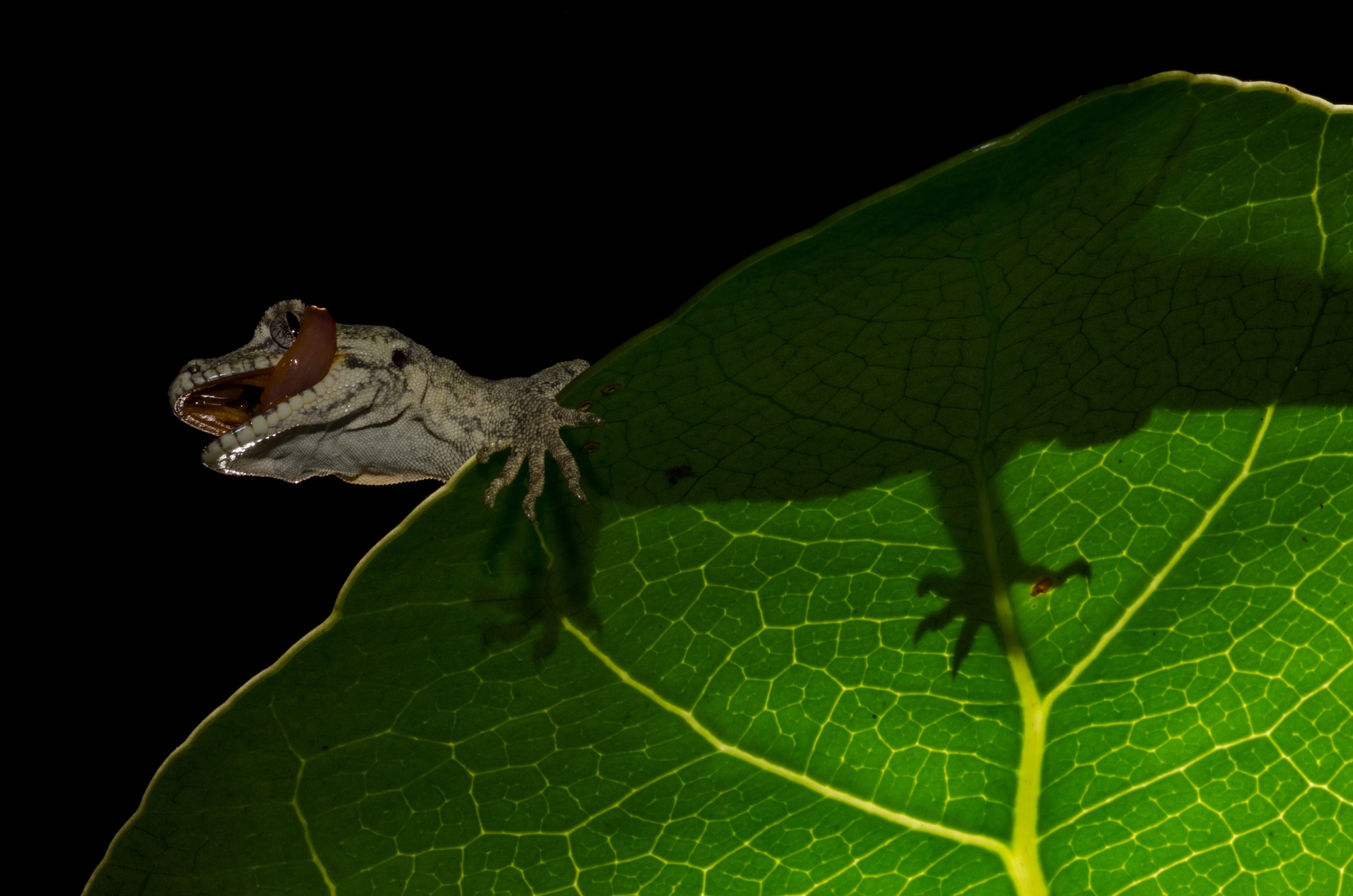DSC_5287 – Forest, gecko, Hoplodactylus, granulatus, lizard, Crispin, reptiles, amphibians, rare, cold, blood, new, new zealand, zealand, nz